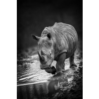 Rhinoceros - On My Way