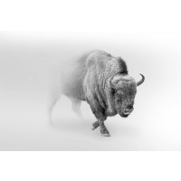 Foggy Wildlife - Bison
