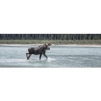 Moose - Bath is Cooler Than Expected