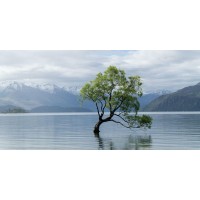 Josh Zdeslav - The Lone Tree In Spring