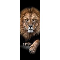 Lion - Out of the Dark