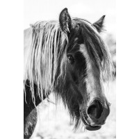 Horse - Hairy Friend