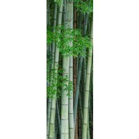 Tsunoi Masu - Bamboo Bouquet
