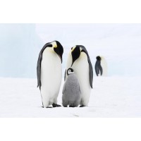 Penguin - Family