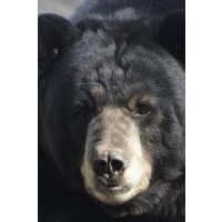 Bear - Good Morning