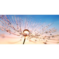 Torhild Adrijana - Droplets on Petals I