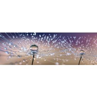 Torhild Adrijana - Droplets on Petals II