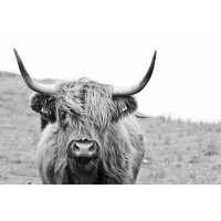 Cow - Irish Bovine on a Windy Day