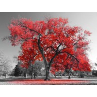 Karina Zampini - Lone Tree In Red II