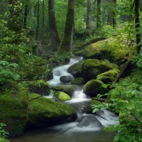 Renée Pehr - Forest River III