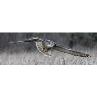 Owl - Bird of Prey - Gliding I