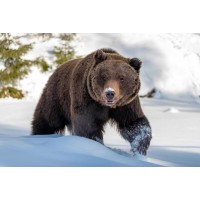 Bear - Having A Walk Through The Snow