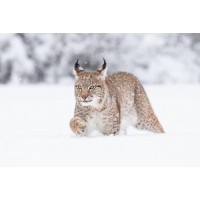 Lynx - Walking Through Snow