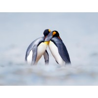 Penguin - Love