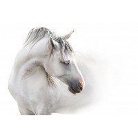 Horses - Flirt I