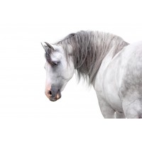 Horses - Flirt II