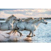 Horses - Morning Race