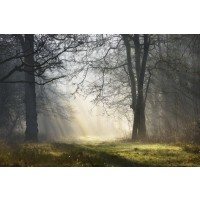 Vaso Fahriye - Morning Clear Up In The Forest