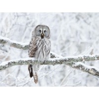 Owl - Sitting On Snowy Branch