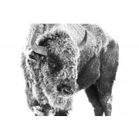 Bison - Cold on the Inside
