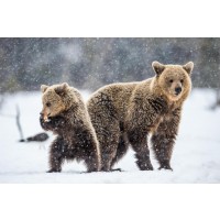 Bear - Mama And Son In Snow