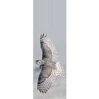 Owl - Bird of Prey - Gliding II
