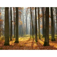 Romeo Delogu - Fall Sunrise In Forest II