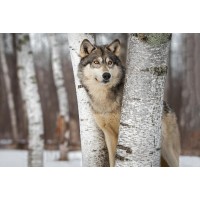 Wolf - Peeping Through Trees