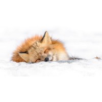 Fox - Nap time II