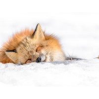 Fox - Nap time II