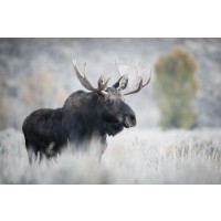 Moose - Ready to Face the Day