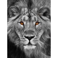 Lion - Staring Contest