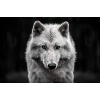Wolf - Arctic White - Out of the Dark