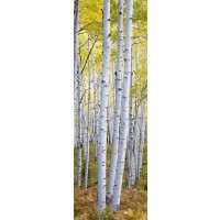 Frank Morse - Birches - Slim