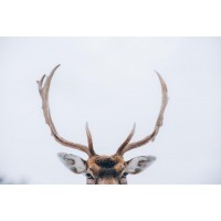 Deer - Busted