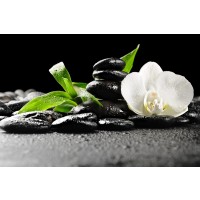 Omar Olavie - Orchids out of the Darkness
