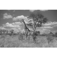 Giraffe - Cloudy Afternoon in the Savanna