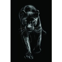 Panther - Black Cat Cub