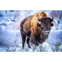 Bear - Standing Tall