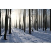 Romeo Delogu - Winter Sunrise In Forest II