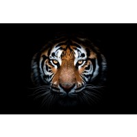 Tiger - Out of the Dark
