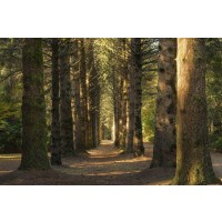 Theodor Climacus - Shadowy Forest