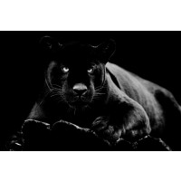 Panther - Black Stare