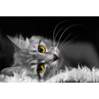 Cat - Let Me Rest