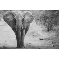 Elephant - Lone Walk