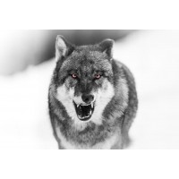 Wolf - Savage - Annoyed