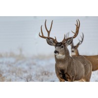 Deer - In Snowy Fields