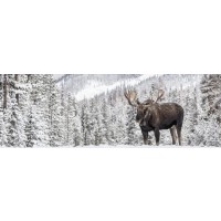 Moose - Just Stay Calm
