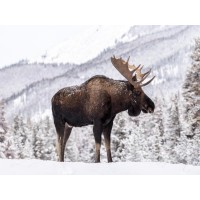 Moose - Standing On Snowy Mountain