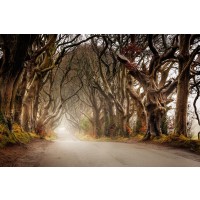Bernardino Milano - Forest Path - The Haunted Road